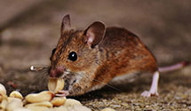 Pre-Construction Termite Treatment
